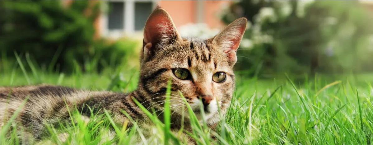 Diarrhoea in cats