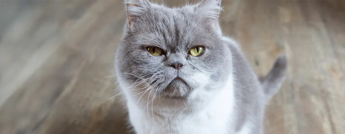 Stomatitis In Cats