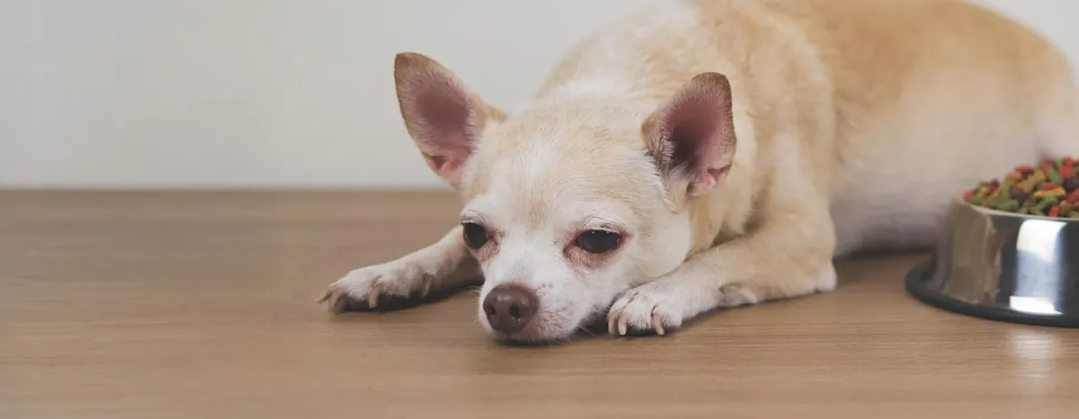 Sensitive Digestion in Dogs
