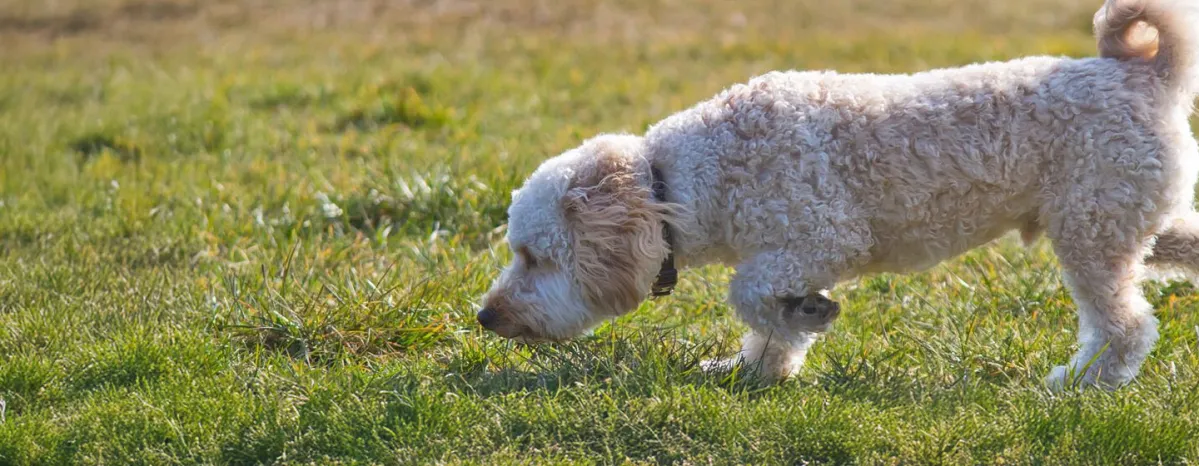 Why Do Dogs Eat Grass and Dirt