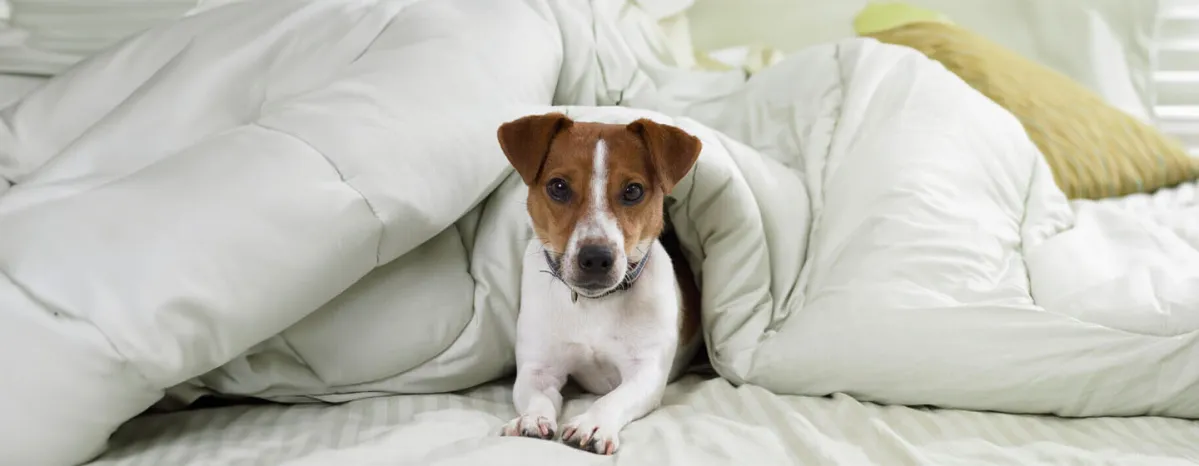 10 White Dog Breeds