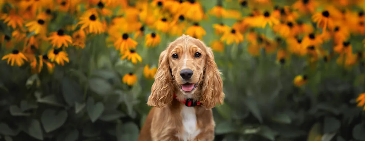 Yellow Dog Breeds You'll Want to Welcome