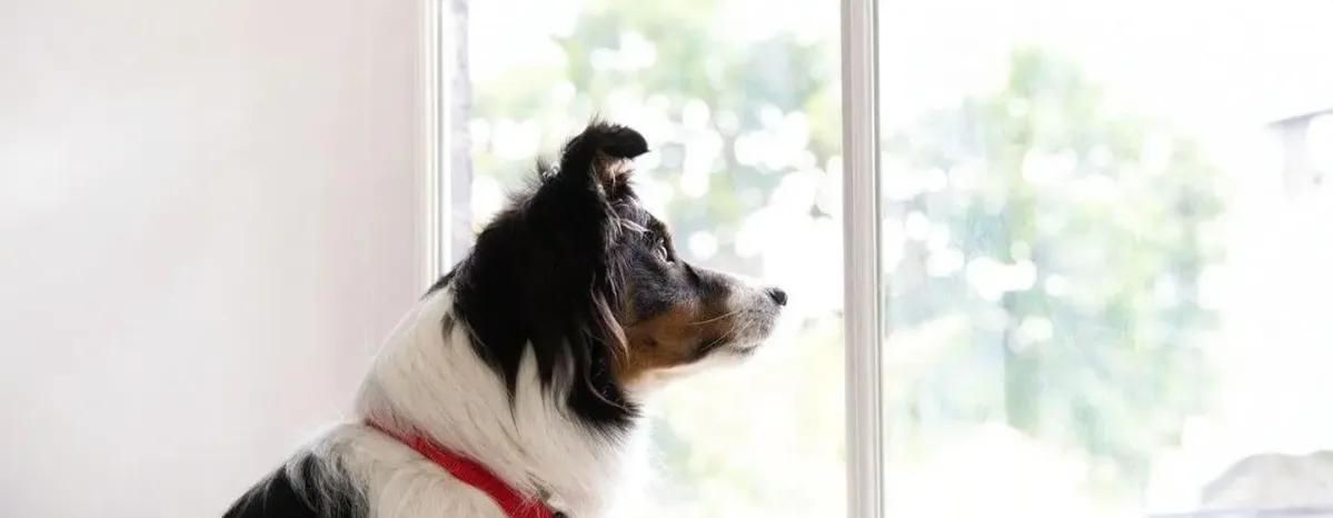 Dog Breeds That Can Be Left Alone