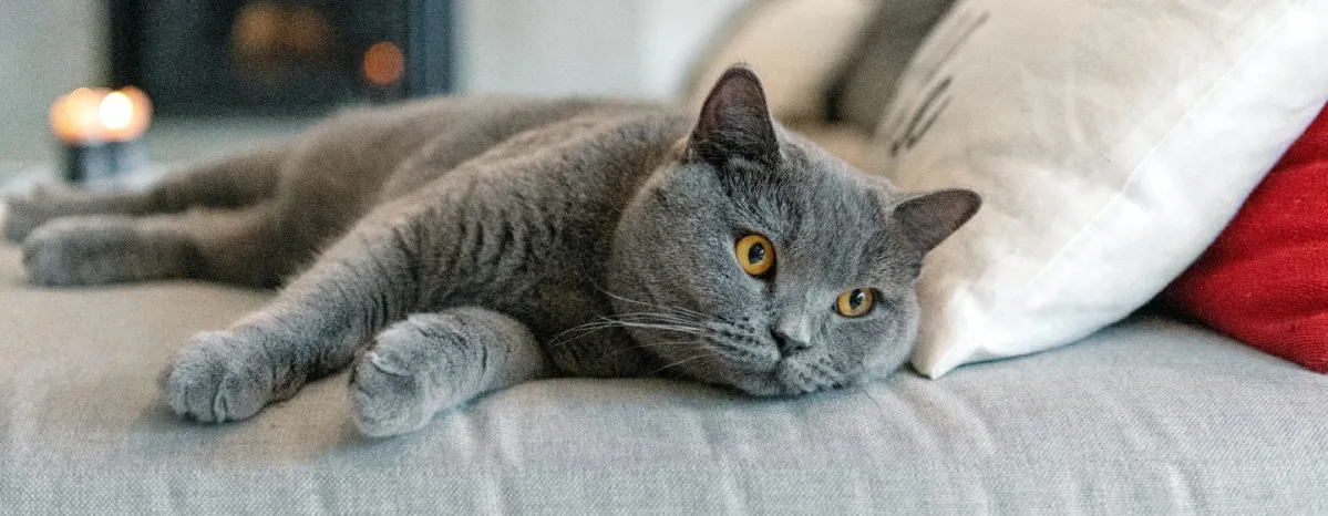 Short-haired Cat Breeds