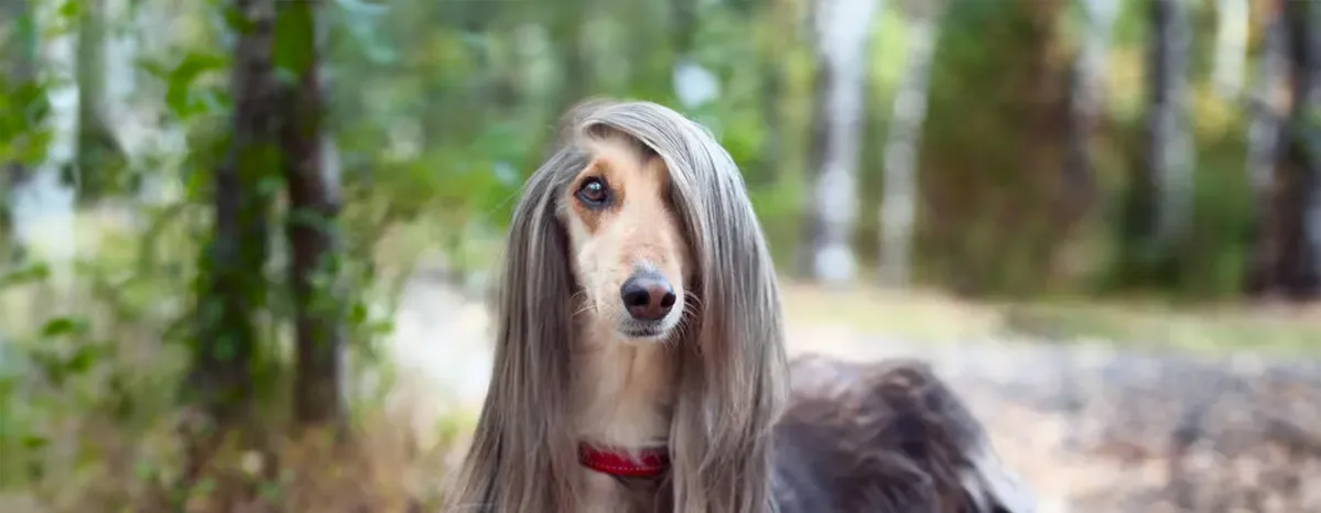 Long-Haired Dog Breeds