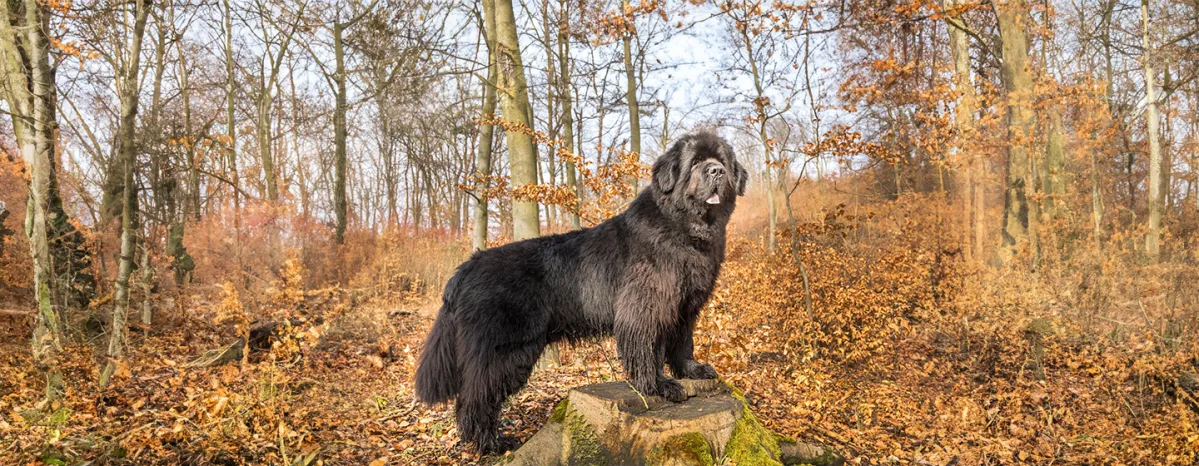 Giant Dog Breeds