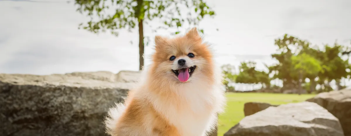Small Fluffy Dog Breeds That Look Like Teddies