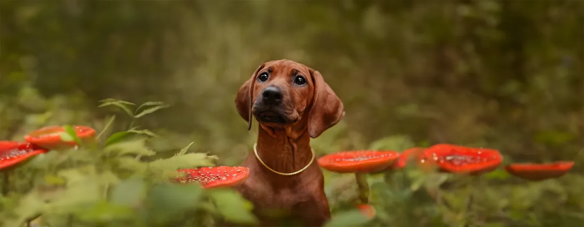 Poisonous Plants to Dogs