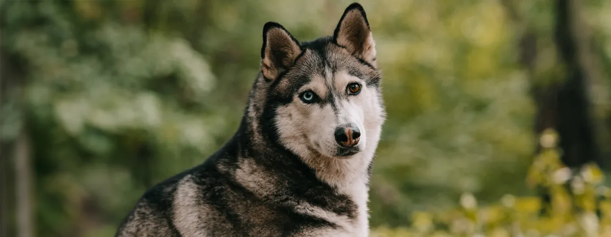 Most Stunning Mixed Breed Dogs