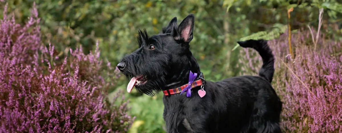 Scottish Dog Names
