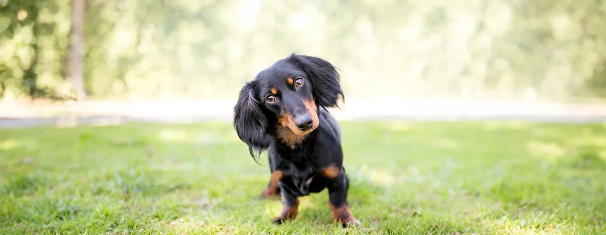 6 Common Health Problems in Dachshunds that Every Owner Needs to Know About