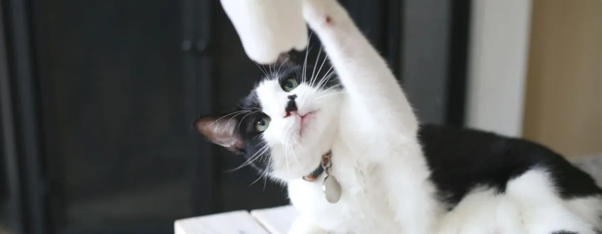 7 Black and White Cat Breeds