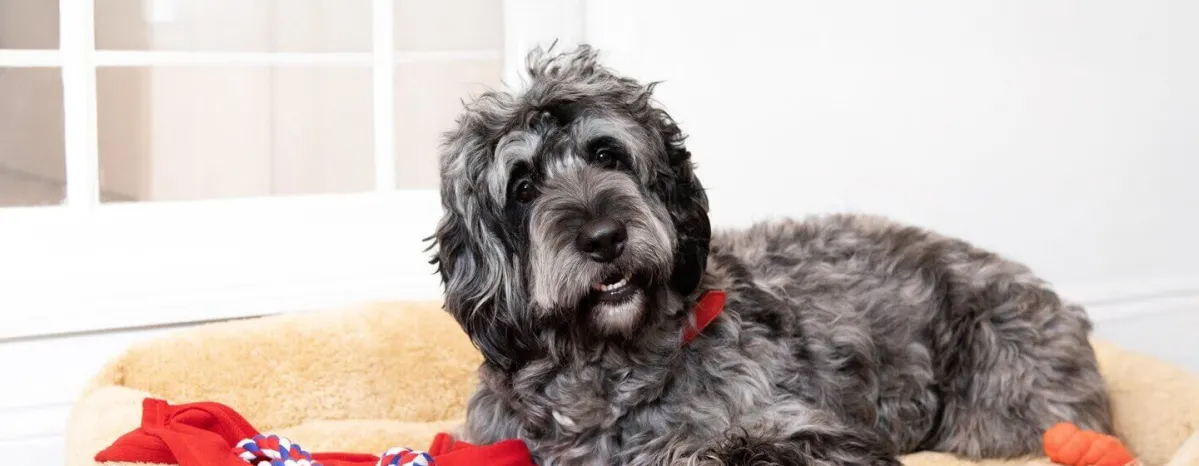 Big Fluffy Dog Breeds