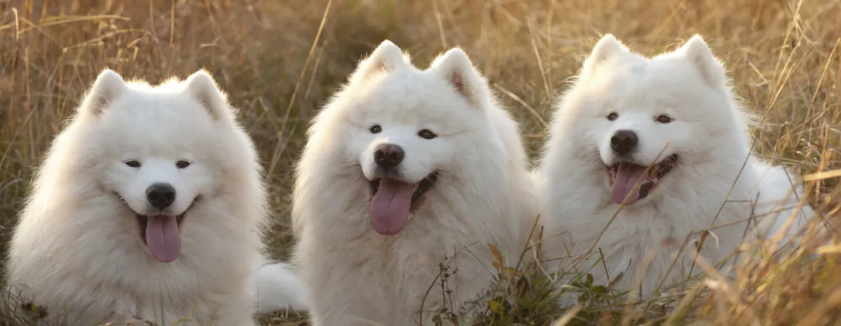 Russian Dog Breeds