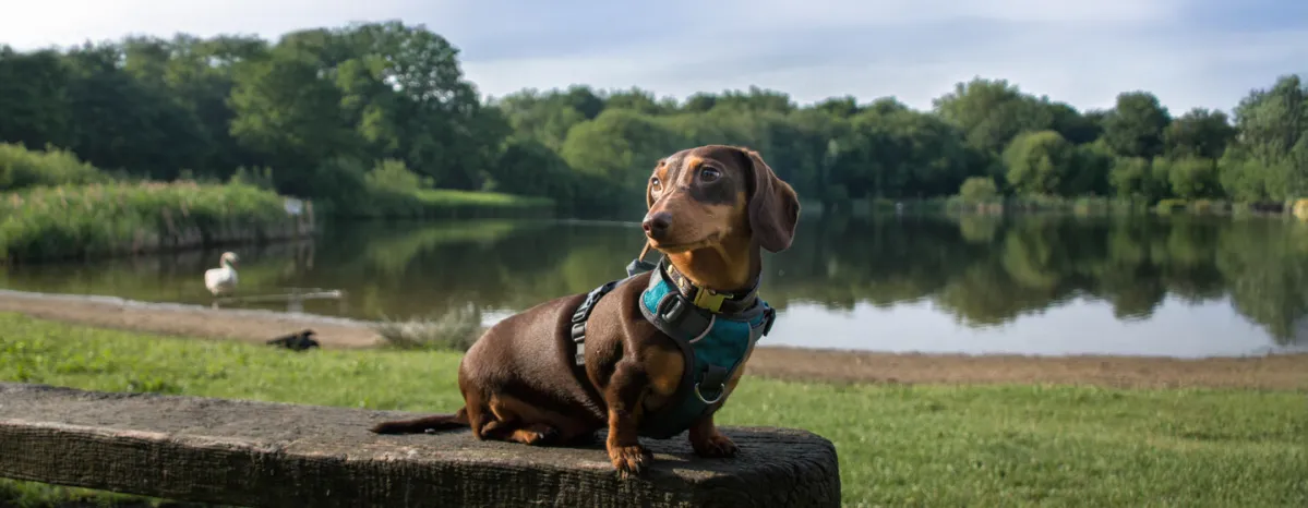 9 German Dog Breeds
