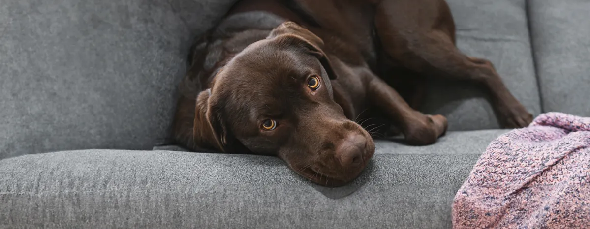 Addison’s Disease in Dogs