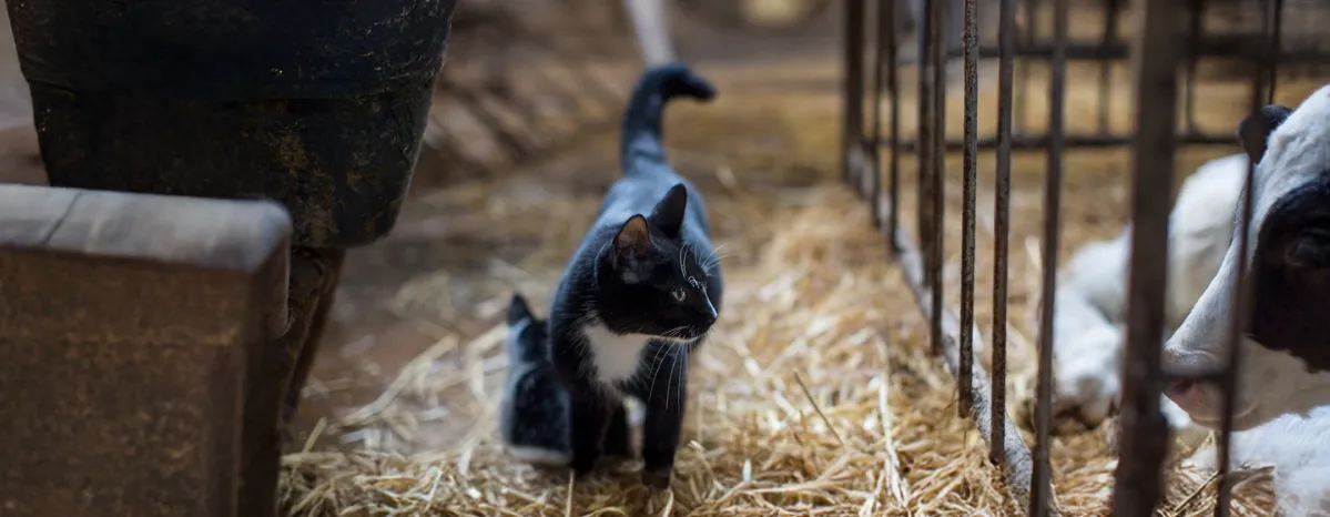 Adopting a Farm or Barn Cat Here is What to Expect