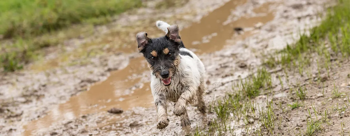 Alabama Rot in Dogs