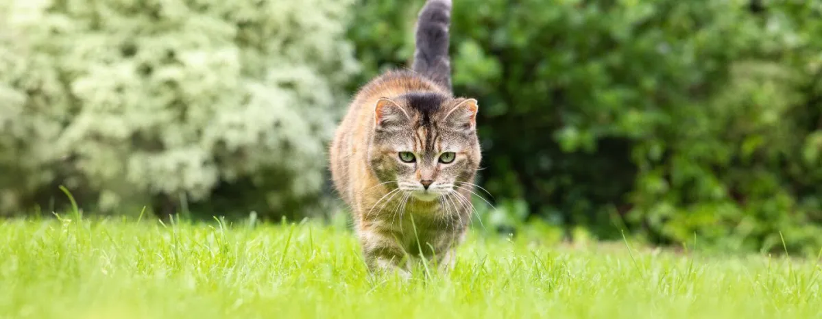 Are Daffodils Poisonous to Cats