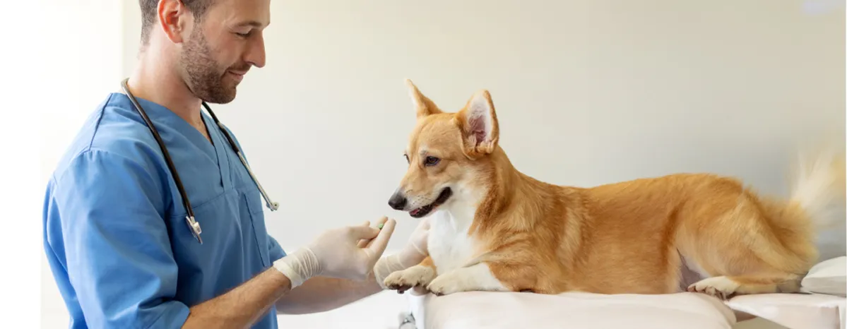 Are Pain Relievers Safe for Dogs