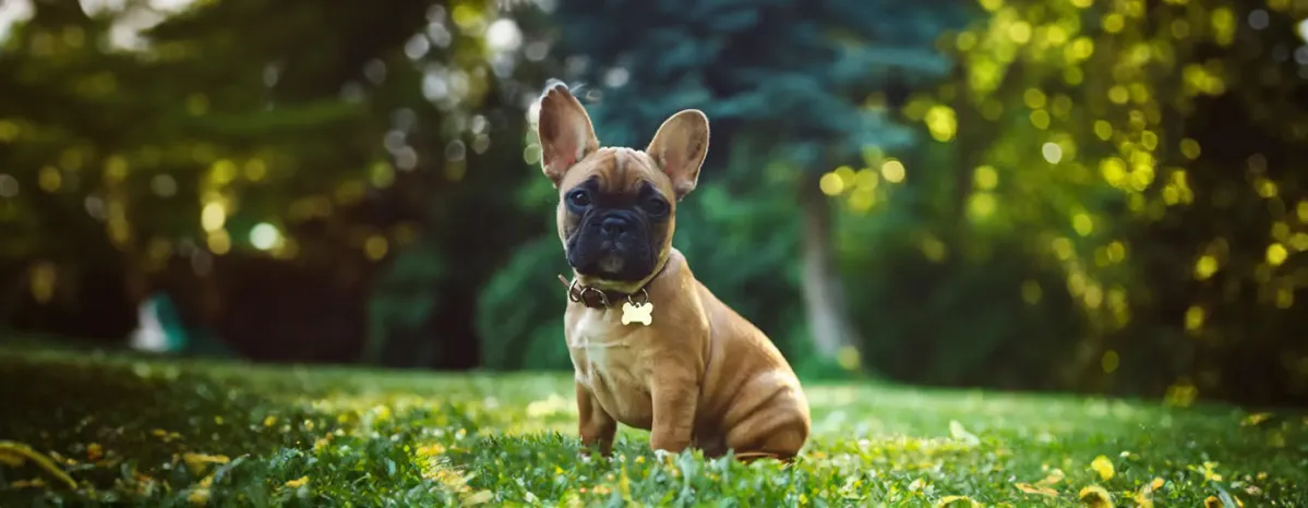 BOAS in Dogs Causes of Breathing Problems in Flat-Faced BreedDogs