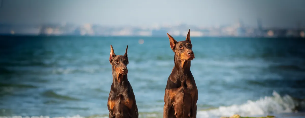 Best Guard Dogs