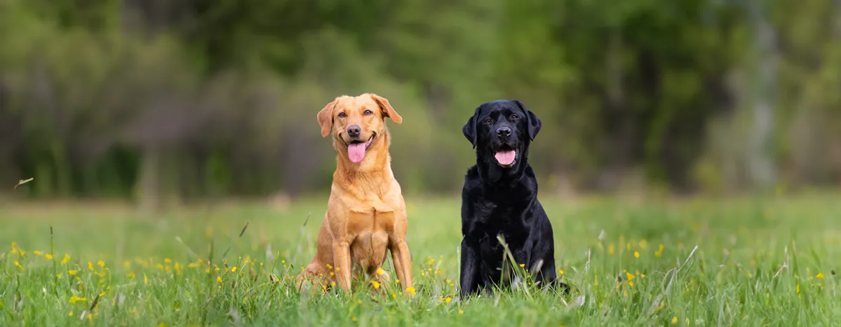 Calm and Lazy Dog Breeds