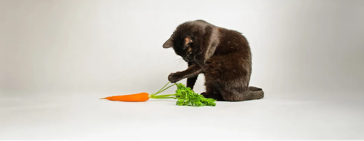 Can Cats Eat Carrots