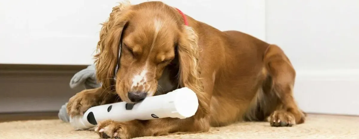 Adopting a Dog or Puppy