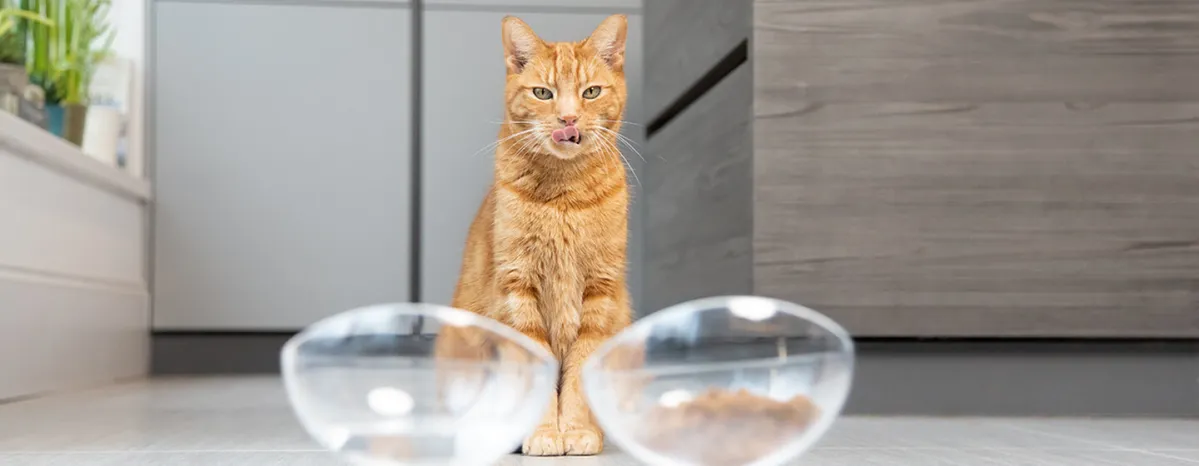 Can Cats Eat Dog Food?