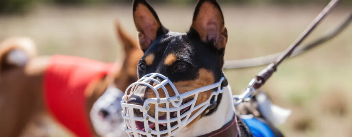Article%20Hero%20muzzle