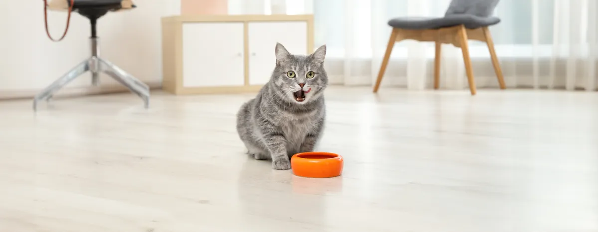 Can Cats Eat Oatmeal