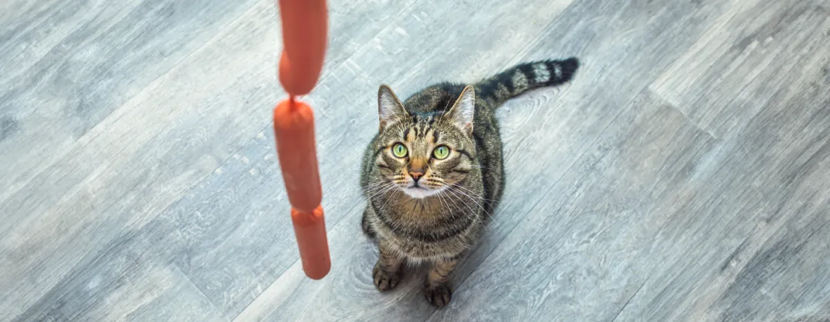 Can Cats Eat Sausage