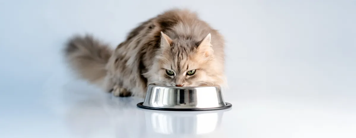 Can Cats Eat Turkey
