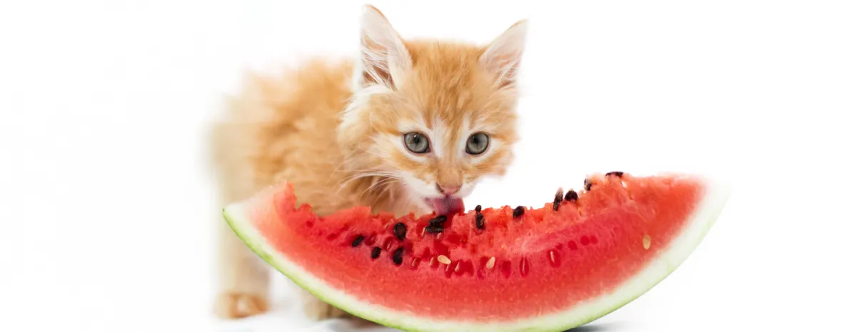 Can Cats Eat Watermelon