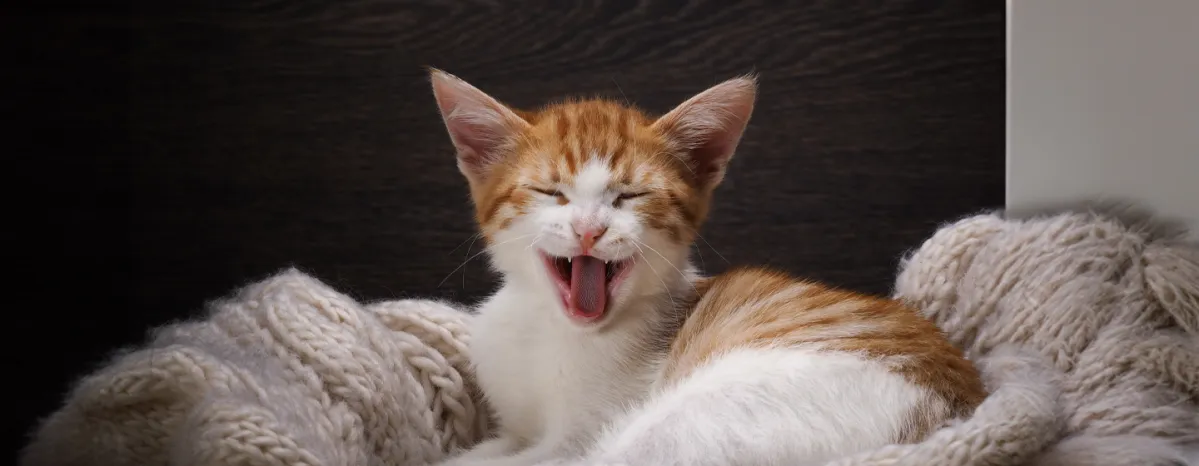Can Cats Laugh and Smile