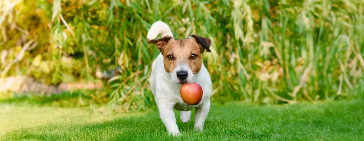 Can Dogs Eat Apple Sauce