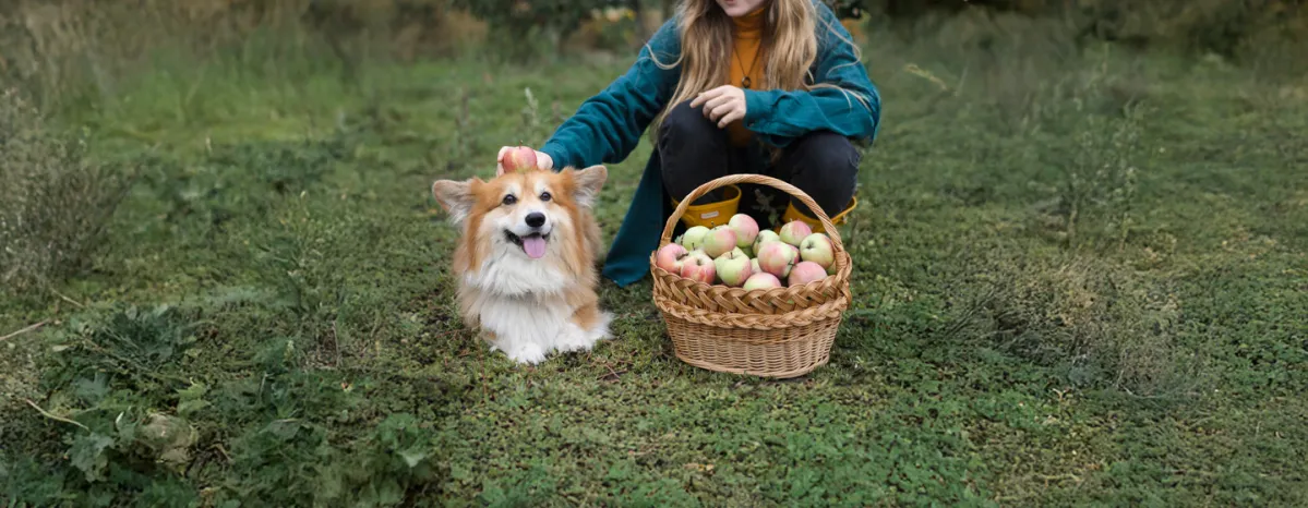 Can Dogs Eat Apples