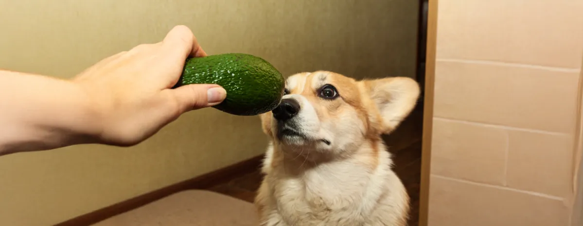 Can Dogs Eat Avocado
