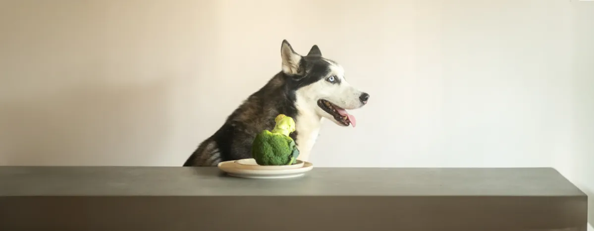 Can Dogs Eat Broccoli