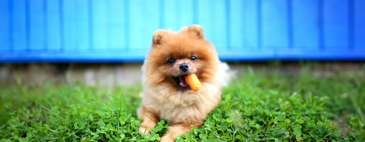 Can Dogs Eat Carrots
