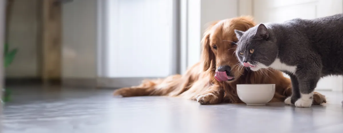 Can Dogs Eat Cat Food