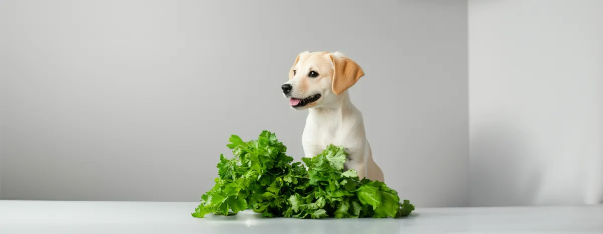 Can Dogs Eat Celery