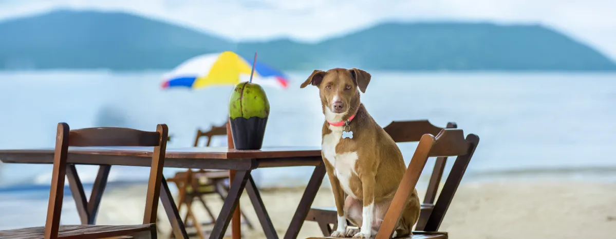 Can Dogs Eat Coconut