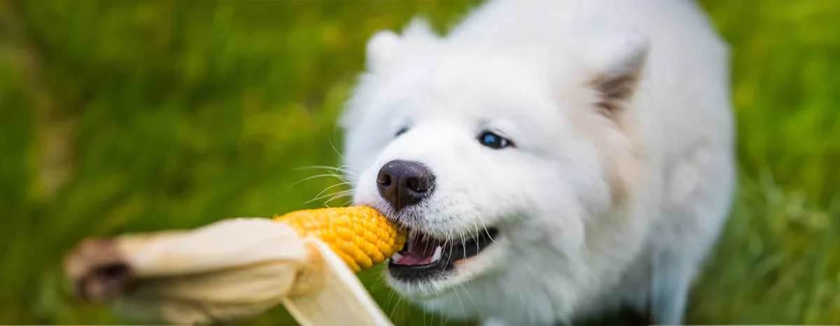 Can Dogs Eat Corn