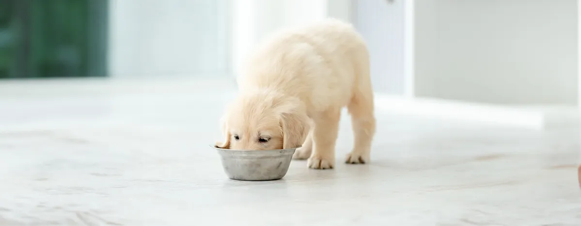 Can Dogs Eat Edamame