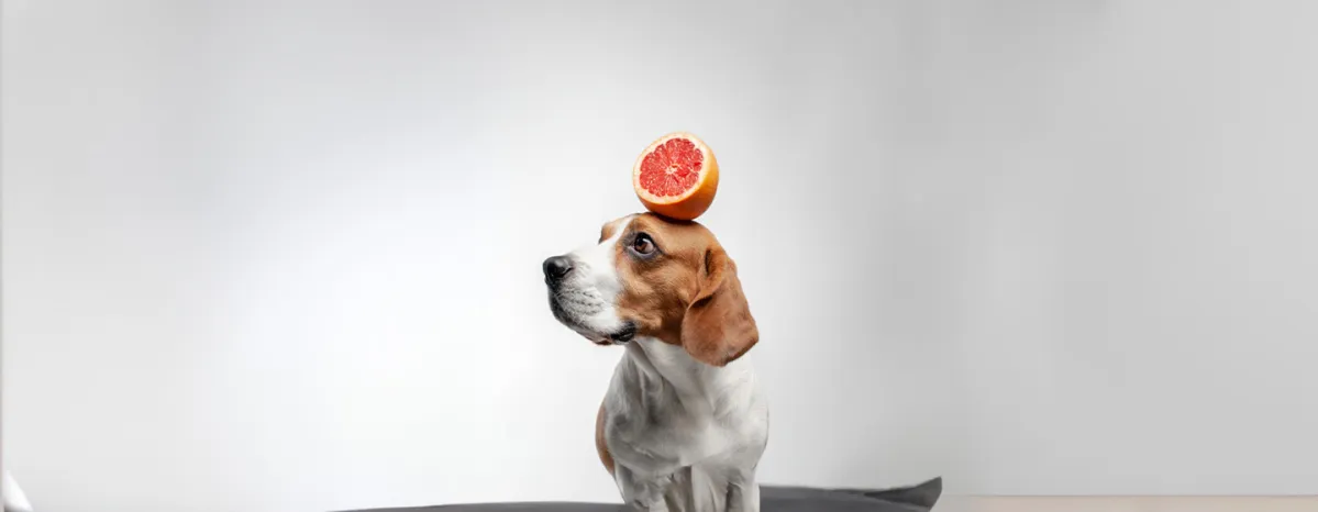 Can Dogs Eat Grapefruit