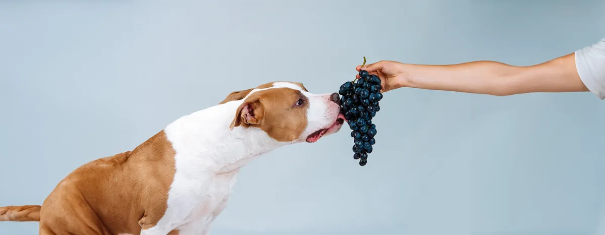 Can Dogs Eat Grapes