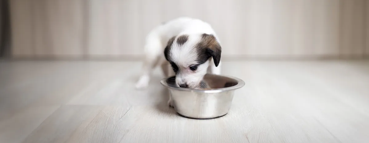 Can Dogs Eat Green Beans