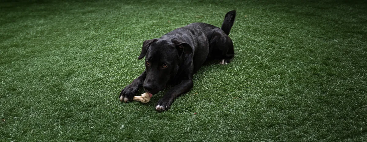 Can Dogs Eat Lamb Bones